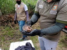 9 zarigüeyas y una iguana ya gozan de libertad, en su hábitat