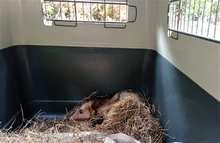 9 zarigüeyas y una iguana ya gozan de libertad, en su hábitat