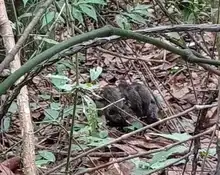 9 zarigüeyas y una iguana ya gozan de libertad, en su hábitat