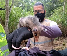 9 zarigüeyas y una iguana ya gozan de libertad, en su hábitat