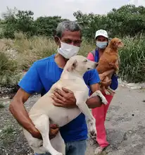  Atender a las familias interespecie de habitantes de la calle es un compromiso con la dignidad