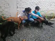  Atender a las familias interespecie de habitantes de la calle es un compromiso con la dignidad