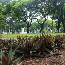 Desde el programa Zonas Te Queremos Cali, el parque Versalles recupera su verdor y tranquilidad