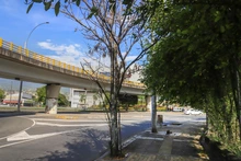 Intervención a los árboles de la autopista suroriental de Cali