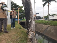 Recuperación ambiental integral en el corredor arbóreo de la autopista Suroriental 