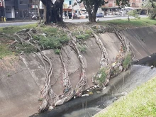 Recuperación ambiental integral en el corredor arbóreo de la autopista Suroriental 