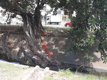 Recuperación ambiental integral en el corredor arbóreo de la autopista Suroriental 