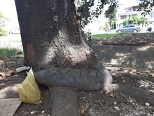 Recuperación ambiental integral en el corredor arbóreo de la autopista Suroriental 