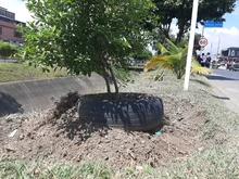 Recuperación ambiental integral en el corredor arbóreo de la autopista Suroriental 