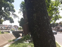 Recuperación ambiental integral en el corredor arbóreo de la autopista Suroriental 