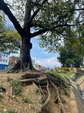Recuperación ambiental integral en el corredor arbóreo de la autopista Suroriental 