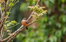 ‘Día Nacional de las Aves’, reconocimiento a estos hermosos seres alados