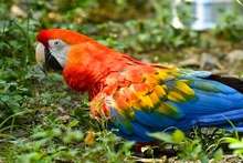  ‘Día Nacional de las Aves’, reconocimiento a estos hermosos seres alados