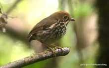  ‘Día Nacional de las Aves’, reconocimiento a estos hermosos seres alados