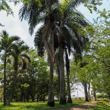 Hay especies arbóreas adecuadas e inadecuadas para sembrar en Cali