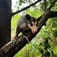 Doble conmemoración nacional y mundial en honor a los animales