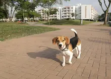 Doble conmemoración nacional y mundial en honor a los animales
