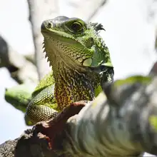 Doble conmemoración nacional y mundial en honor a los animales