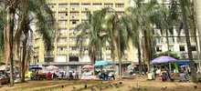La Plaza de Cayzedo se cerrará parcialmente durante 20 días para la intervención fitosanitaria de sus palmas