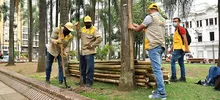 La Plaza de Cayzedo se cerrará parcialmente durante 20 días para la intervención fitosanitaria de sus palmas