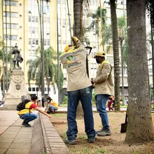 La Plaza de Cayzedo se cerrará parcialmente durante 20 días para la intervención fitosanitaria de sus palmas
