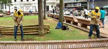 La Plaza de Cayzedo se cerrará parcialmente durante 20 días para la intervención fitosanitaria de sus palmas