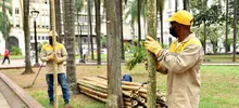 La Plaza de Cayzedo se cerrará parcialmente durante 20 días para la intervención fitosanitaria de sus palmas