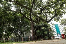 Bosques urbanos, estrategia de conservación ambiental en Cali