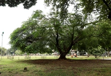 Bosques urbanos, estrategia de conservación ambiental en Cali