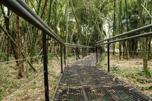 Bosques urbanos, estrategia de conservación ambiental en Cali