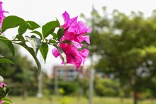 Bosques urbanos, estrategia de conservación ambiental en Cali