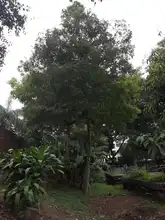 Experiencia del Vivero Distrital será presentada en Primer Encuentro Regional