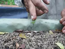 Experiencia del Vivero Distrital será presentada en Primer Encuentro Regional