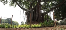 ‘Día Mundial del Árbol’, una fecha para resaltar la importancia de estos seres sintientes