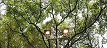 ‘Día Mundial del Árbol’, una fecha para resaltar la importancia de estos seres sintientes