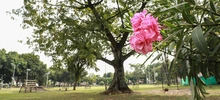 ‘Día Mundial del Árbol’, una fecha para resaltar la importancia de estos seres sintientes