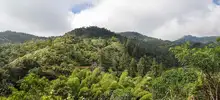 ‘Día Mundial del Árbol’, una fecha para resaltar la importancia de estos seres sintientes