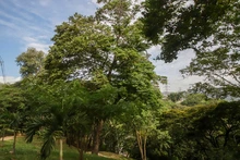 ‘Día Mundial del Árbol’, una fecha para resaltar la importancia de estos seres sintientes