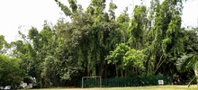 ‘Día Mundial del Árbol’, una fecha para resaltar la importancia de estos seres sintientes