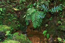 Finca La Carolina, una fábrica de agua para el futuro 