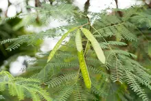 DAGMA realiza control a especies invasoras en corredores verdes 