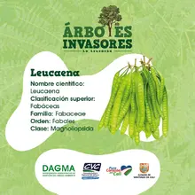 DAGMA realiza control a especies invasoras en corredores verdes 