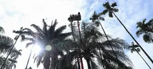 Te Queremos Cali con una Plaza de Cayzedo más verde 