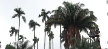 Te Queremos Cali con una Plaza de Cayzedo más verde 