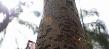 Te Queremos Cali con una Plaza de Cayzedo más verde 