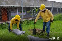 Te queremos Cali inició la siembra de árboles frutales en los planteles educativos distritales