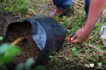 Te queremos Cali inició la siembra de árboles frutales en los planteles educativos distritales