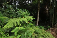 Preservando el bosque se garantiza la vida