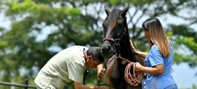 Conozca el equipo de protección animal de la Alcaldía de Cali