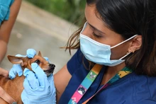 Inician en Cali brigadas de salud y bienestar para animales de compañía
